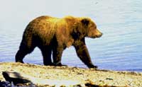 nps photo grizzly walking on beach: nps photo of a grizzly bear walking on beach by a lake