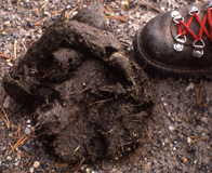 grizzly bear scat photo by J Schmidt: 