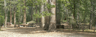 group site F Tuolumne meadows: 