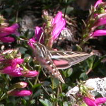 insect on Mt Hoffman: 