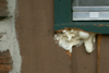 insulating foam in hole squirrel chewed through window ledge at Colter Bay cabin: 