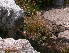 juvenile Ptarmigan: 