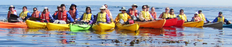 2010 kayakers group with seal watching: kayakers group with seal watching them watch him