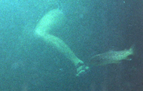 underwater leg and trout: This photo was taken at the Tuolumne swimming hole with an underwater camera.
