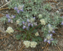 lupine and early light green pussypaws: 