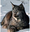 nps photo lynx: nps photo of a lynx