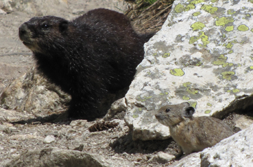 marmot and pica on trail: marmot and pica on trail