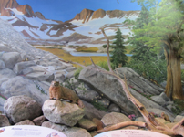 marmot at display Yosemite visitor center: figure of a marmot and painting of mountain environment
