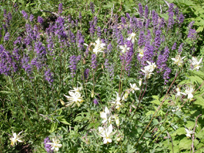 mass of Silky Phacelia and Columbine: 