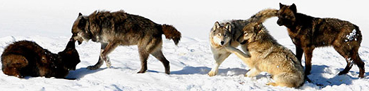 mollie's wolfpack NPS Photo by Dan Stahler: five wolves playing in the snow