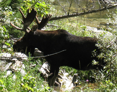 moose 2009 Cascade Canyon hike: moose by a creek, still with velvet