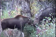 moose and mom 3: 