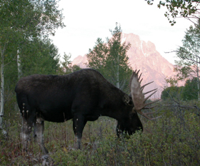 moose and mount moran: 
