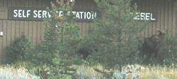 moose at Tetons gas station: 