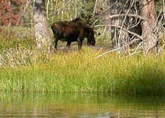young male moose browsing 2004: 