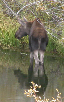 moose calf by Alan Ahlstrand: 