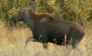 moose calf loses track of mom then runs to her: 