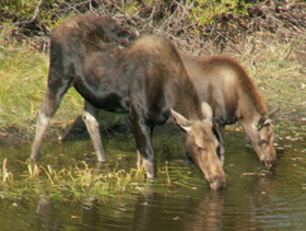 moose cow and calf drinking water: 
