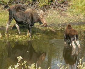 moose cow and calf near entrance road to Jackson Lake Lodge Sept. 2006: 