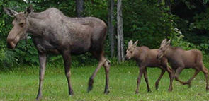 nps photo moose cow 2 calves running after: nps photo of a moose cow with 2 calves running after her