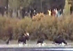 moose family running 1 150 pxl: 