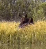 moose napping: 