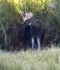 moose thrashing bushes one: 