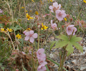 more fall wildflowers tetons roadside: 