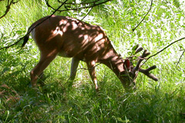 mule deer buck with velvet: 