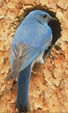 nps photo mountain bluebird: mountain bluebird just outside a cavity nest entrance in a tree