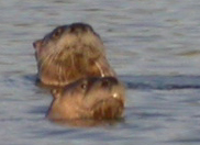 otter eating fish: 