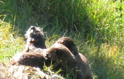 pile of otters: a pile of otters on a Snake river bank