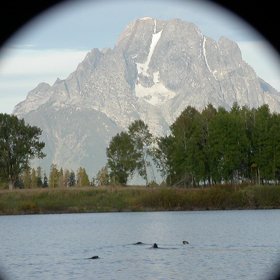 otters and Mount Moran: 
