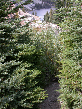 overgrown Mt Hoffman trail: 