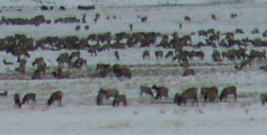 part of elk refuge herd winter: part of Jackson Hole elk refuge herd in winter