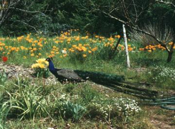 peacock: male peacock in backyard with California poppies in background