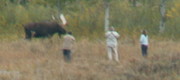 people too close to a bull moose, and backed to the edge of a cliff: 