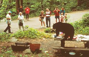 people too close to bear on picnic table nps photo: people, including children, too close to a bear eating on a picnic table