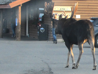photographer runs from moose 2011: bull moose in foreground, photographer running to cover of a store porch in background