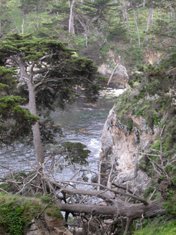 Point Lobos blue fish cove: 