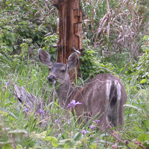 deer at Point Lobos: 