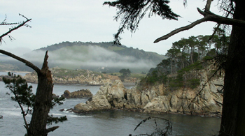 point lobos near entrance to blue fish cove: 