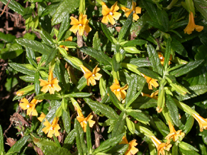 sticky monkeyflower at Point Lobos: 