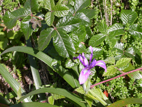 Point Lobos poison oak and iris: 