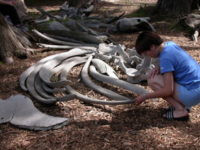 whale bones at Whaling Station museum: 