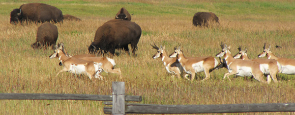 pronghorn and bison Grand Teton park: pronghorn running and bison grazing