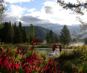 red leaves morning mist: 