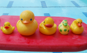 rubber ducky line of sight.: five rubber ducks on a kickboard