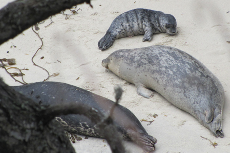 seals and baby seal march 2014: baby seal and two adults as seen from a cliff above the beach