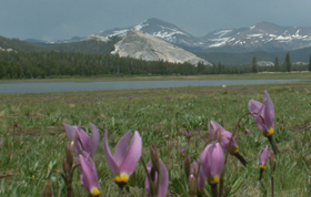 shooting stars and flooded Tuolume meadow June 2006: 